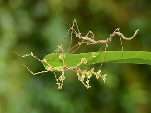 Moss Mimic Stick Insects performing a Ballet in Ecuador