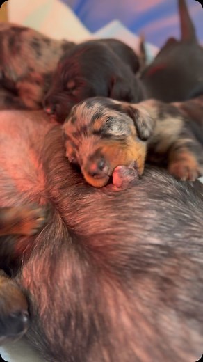 🤭 🍼 💦 #doxie_puppies #doxieworld #doxiemom #dachshunds #dachshundfever #dachsundsofinstagram #puppy #puppies #instadog #cutedogs #dappledachshund #dappledoxie #minidoxie #minidachshund #pet #weeniedog #bestoftheday #dachshund_love #dachshund_feature | Joanna Aguirre