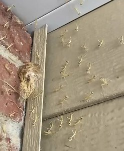 88K views · 68 reactions |  Totul a început acum câteva săptămâni....