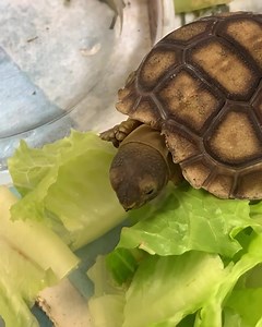 29K views · 8.4K reactions | It can be tricky to find the perfect lettuce eating angle 類 | Wildlife,Inc. Education & Rehabilitation Center | Facebook