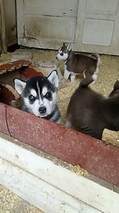 76 shares · 99 comments | Chiots HUSKY Dispo  Mâles & Femelles  Noir & Roux  Yeux bleus & vairons (3in b3in)  CADEAUX : T-shirt StarDogs Universe  Certificat de naissance & de soins (Arbre généalogique) Croquettes Brit Care Puppy 拾 photos : 1ère publication sur la page PRIX & détails avec chaque photo Possibilité de facilité par chèques Contact inbox  | StarPets Universe | Facebook