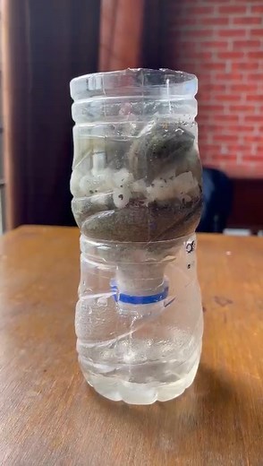 13 reactions | Grade-4 made a water filter using wool, sand, pebbles and stones to understand the concept of filteration. | Canadian Maple International School | Facebook