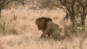 Lion Rest Scratch Africakruger National Park: vídeo stock (100% livre de direitos) 3406620677 | Shutterstock
