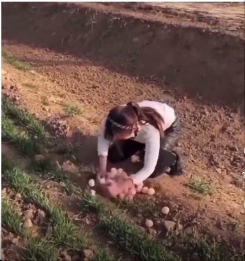 Peacock Attacks Woman Trying To Steal The Bird Eggs!