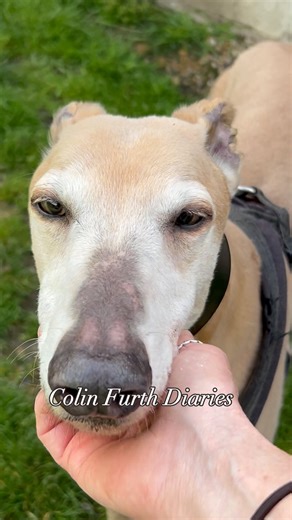 Colin Furth has been here for a week now. Here is a recap of what he has done! #kentgreyhoundrescue #greyhound #adoptdontshop #rescuedog #reacuednotretired #dogwalk #greyhounddiaries | Kent Greyhound Rescue