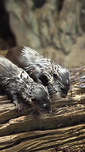 23K views · 411 reactions | Wet hair… don’t care!  #otter #otterlover #animals #wildlife #hertfordshirezoo | Hertfordshire Zoo | Facebook