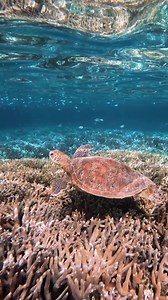 Gliding through glass! Credit;:: rosslongphoto #seaturtles #turtle #seaturtle #turtlelove #loveturtles #turtlelife #seaturtleconservation #seaturtlelove #turtlelover | All About Turtles