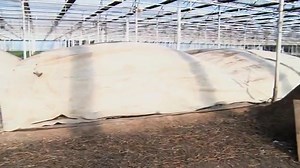 J and Rene Van Wingerden of Ocean Breeze Farms Premium Flowers discuss sanitizing soil and one method that holds cherished memories in this clip from episode 309, “Mum’s the Word.” Watch J Schwanke’s Life in Bloom Sunday at 11am EST on most Create TV public television stations. Ocean Breeze Farms is also the generous sponsor of our on going Share Your “Schwankie” flower arranging contest. Send entries by email to j@ubloom.com | J Schwanke's Life in Bloom