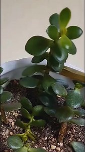 3.3M views · 8K reactions | breeding mini-salt leaf arrangement, water arrangement. #leaf #fypシ゚ #roses | Zaser | Facebook