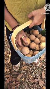 చెట్టున పండిన 'సపోటాలను' Harvest చేద్దాం రండి 🥭🫒