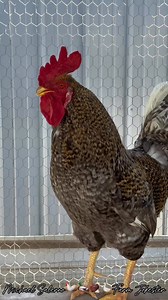 114K views · 886 reactions | Alexa, Oh Alexa, Aleeexxaaa! #alexa #lex #lexy #a #chickens #hen #hens #rooster #roosters #roostersofinstagram #nameyellingchicken #namescreamingchicken #chickensofinstagram #backyardchickens #memes #funnyanimals #comedy #humor #laugh #farmjokester #michaelsalerno | Michael Salerno | Facebook