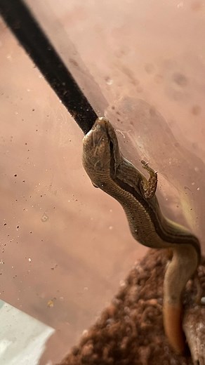 24 reactions · 4 comments | Fun fact, brown skink lizards lay a month after being mated, and can lay up to 15-18 eggs.  #brownskink #lizards #skinklizard | Lesley Vivienne | Facebook