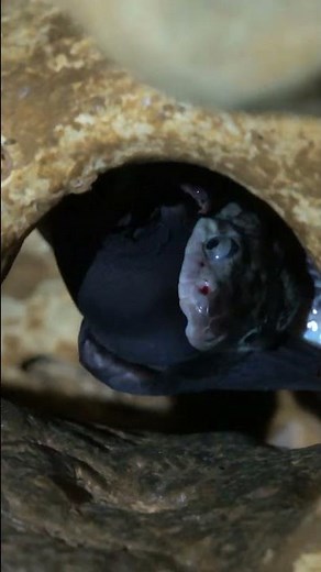 INCREDIBLE moment when a huge SNAKE eats BAT in a cave of Kantemo in Mexico