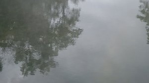 Hot Springs Reflection Trees: vídeo stock (100% livre de direitos) 34411522 | Shutterstock