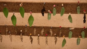 「Butterfly Pupae Butterfly Farm」の動画素材（ロイヤリティフリー）1671283 | Shutterstock