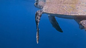 348K views · 10K reactions | Yesterday on our Divine Dolphin tour we...