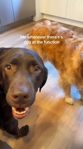 Adorable Golden Retriever & Labrador Puppies