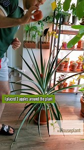 In commercial pineapple production there are a couple of ways to induce fruiting. Ethylene is one. In some places people use calcium carbide to stimulate fruiting. Calcium carbide produces acethylene, which is a ripening agent, but calcium carbide seems to be forbidden in some countries due to bad effects on human health.⠀ ⠀ Or you can try using apples 🙂 Apples, as well as many other fruits, produce ethylene as they mature and ethylene is a fruit ripening agent. A few tips:⠀ ⠀ 1️⃣ If the plant 