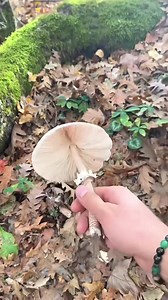 6K views · 62 reactions | Cooking wild mushroom burrito & tea in nature, straight fire  IMPORTANT: Please consult a mushroom specialist before consuming wild mushrooms ✨ Video credit to Flavinho Souza | Low Carb Vegan Recipes | Facebook