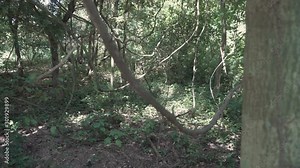 4k silde trucking right shot of a lush and beautiful rain forest in the middle of Asia with tangled and twisted trees and branches