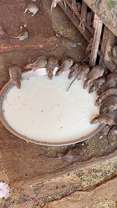 65K views · 325 reactions | Most Unique Temple of India  #temple | The Indian Food Videos | Facebook