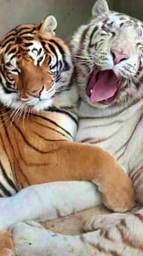 Mazamitla en segundo, explora y disfruta las bondades de este pueblo mágico! | EXPLORA MAZAMITLA