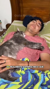 890K views · 35K reactions | ¿Es realmente antihigiénico que los gatos duerman en la cama? La respuesta es... #gatosmimados #michis #gathijos #gatoscariñosos #gatosdelacalle #gatodormilon #gatitofeliz | Gato Naranja | Facebook
