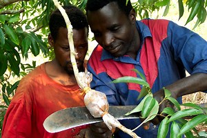 Air Layering: Propagating Difficult-Rooting Plants