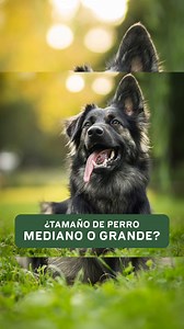 ¿Tu perro es tamaño mediano o grande? 🐶 Dale a tu perro adulto PURINA DOG CHOW® Adultos Medianos y Grandes, con EXTRALIFE que ayuda a maximizar su calidad de vida desde el primer hasta el septimo año 💚 | Purina Dog Chow