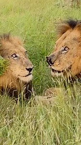 That’s going to leave a nasty mark This male lion has had his nose slashed by a claw or bitten by the canine of another lion, either while feasting or defending his pride. Either way being a dominant male lion is not for sissies. It’s more than a place. It’s a feeling. The Kruger National Park in beautiful South Africa 🇿🇦 #86daysinkruger #krugernationalpark #krugerpark #kruger #sanparks #knp #wilderness #wildlife #safari #animal #africa #nature #wild #southafrica #naturephotography #liveyourwi