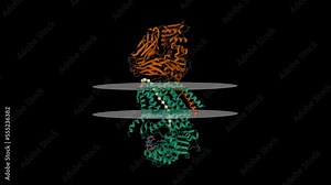 Structure of bacterial cellulose synthase with cyclic-di-GMP bound. Animated 3D cartoon and Gaussian surface models, putative membrane shown, PDB 4p02, black background