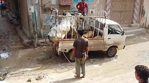 234K views · 2K reactions | Angry Bull Unloading Video. 2018 Memory. | Karachi Sohrab Goth Cow Mandi-Bakra Eid In Pakistan | Facebook