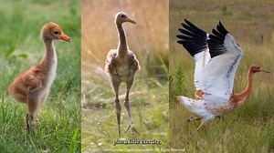 From the Field ~ And they are off! Four young Whooping Cranes raised at our headquarters this year are migrating via a plane to Louisiana this morning, courtesy of our US Fish and Wildlife Service partners. The cranes will be the newest members of the Louisiana Non-migratory Population, joining our combined efforts to develop additional Whooping Crane populations in North America. The young cranes were costume-reared by our staff in a unique isolation-rearing facility - learn more about this pro