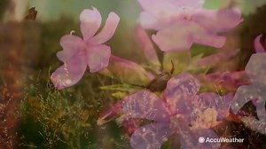 Spring for the Northern Hemisphere and autumn for the Southern Hemisphere is around the corner. This changing season is known as an equinox. https://bit.ly/2xATSZt | AccuWeather