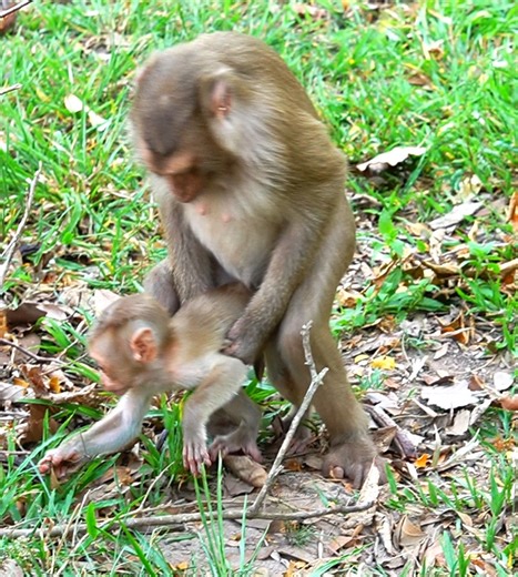 1.5M views · 5.2K reactions | Hard to leave baby on same time when pregnant mom train her self to care baby | Wild Monkey Zone | Facebook
