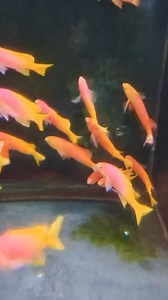 Iwarna Aquafarm on Reels