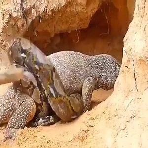 24K views · 254 reactions | The komodo dragon fights fiercely with the giant python to protect the newly born eggs | Make vidio | Facebook