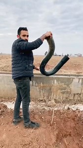 20K views · 102 reactions | Siphon tubes are used in irrigation to transfer water over a barrier, using physics through the siphon principle. They must be primed, filled with water, before they start reliably to work. Once primed, they they will continue transferring water. | Fadhel Mahdi | Facebook