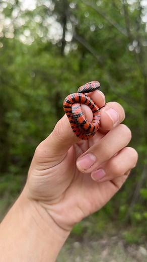 Baby mud snake! #herping #snake #snakes #herpetology #herp #wildlife #nature #wild #tennessee #swamp #swamplife | Ty Williams