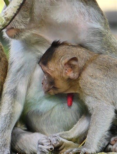 Most adorable poor monkey! poor monkey jonna more drink milk and play milk mom monkey jane, lovely poor monkey jonna. | Lovely Monkey