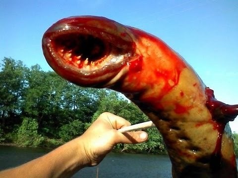 Terrifying Huge Lamprey