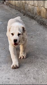 Two months old puppy claws are as thick as bricks!" #russian Central Asian Shepherd Dog #reels #reelsvideo #reelitfeelit #viralvideos #dogplay #explorepage #dogs #dogsofinstagram #instadaily #doglover #doglife #cutedogs #bigdog #giantdog #centralasianshepherd #guarddog #kangal #puppies #kangaldog #dogfeeding #kangalsofinstagram #kangalshepherd #alabai #turkishkangal #anatolianshepherd #dogtricks #livestockguardian #dogtraining | Sumit Kumar Sinha