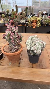 5.1K views · 1.9K reactions | Por que essa Euphorbia muda tanto de...