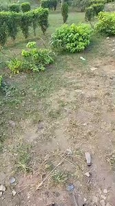 Alhaji Oriyomi Hamzat ń tesiwaju lórí Isekupa Timothy Adegoke #JusticeForTimothy #OriyomiHamzat | Itan Yoruba