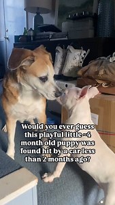 1.8K views · 138 reactions | Come meet Mango this Saturday 2/8 from...