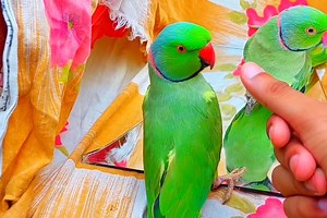 9.6K views · 362 reactions | So beautiful Parrots colorfully | Top Birds | Facebook