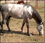 Starving horses rescued - Horse & Hound