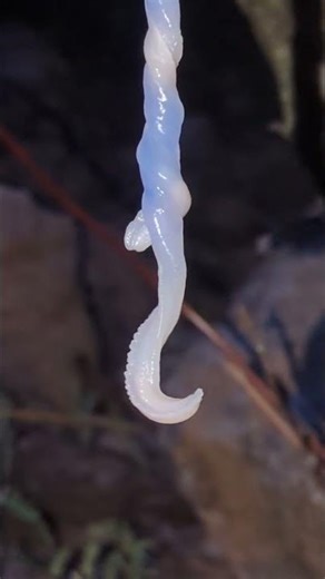 Hermaphrodite Struggle: Biting Off Their Own Genitals?