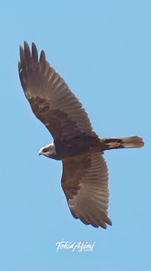 4.3K views · 199 reactions | Western Marsh Harrier scanning for prey over the sloppy grass fields near Bolu. . . . #harrier #marshharrier #westernmarshharrier #birdsofprey | Ta2020photography | Facebook