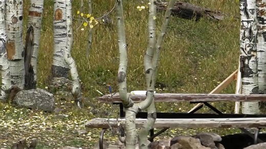 310K views · 6.2K reactions | Carson Lake Sasquatch Harasses Campers at Kannah Creek #bigfoot #creature #Yeti #sasquatch #wildman #skunkape | Rocky Mountain Sasquatch Organization | Facebook